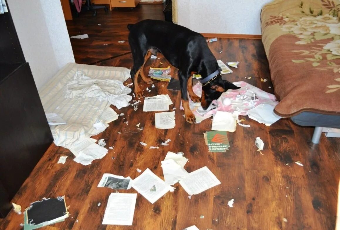 Испорченная квартира. Собака сгрызла мебель. Собака разгромила дом. Погрызанная мебель собакой.