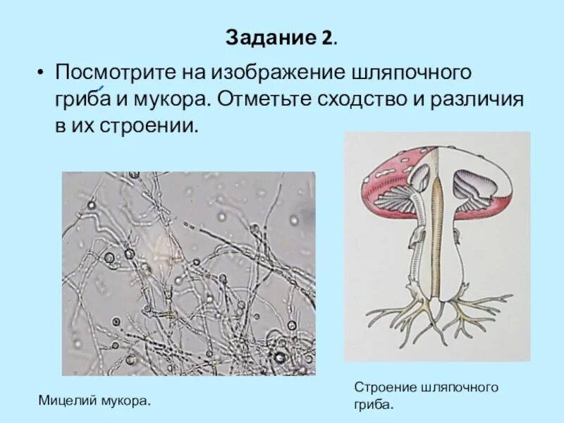 В чем сходство и различие шляпочных грибов. Строение плесневых и шляпочных грибов. Строение гриба мукора. Строение шляпочных грибов. Строение шляпочного гриба.