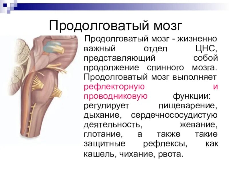 Роль продолговатого мозга. Продолговатый мозг анатомия функции. Продолговатый мозг биология 8 класс. Продолговатый мозг строение. Отделы продолговатого мозга анатомия.