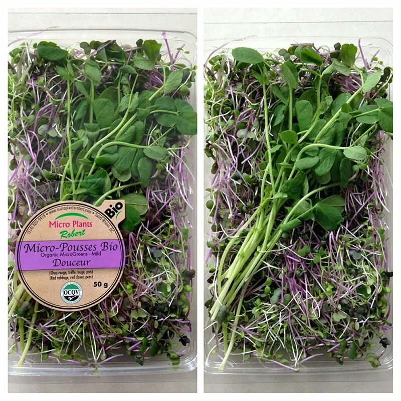 Микро растения. Кусамоно. Micro plant. Шпинат японский камацуна микрозелень. Кокедама кусамоно вабикуса.
