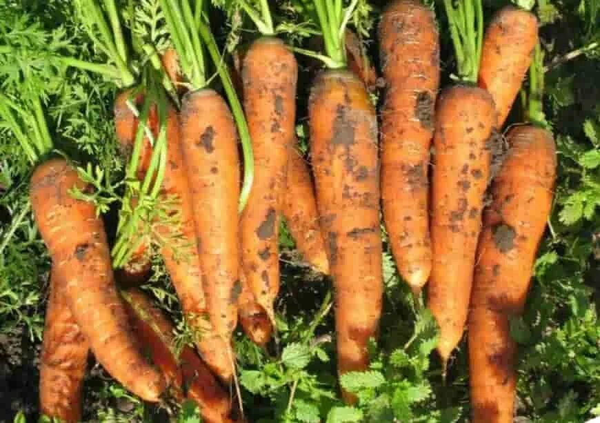 Лучшие сорта моркови для средней полосы. Морковь Бирючекутская 415. Сорта моркови и ботва. Сорт моркови Викинг.