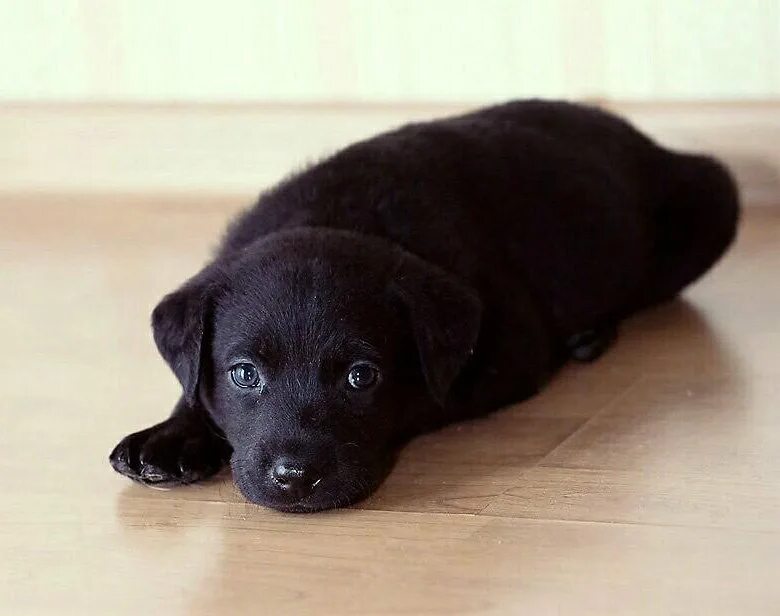 Черный лабрадор кутенок. Лабрадор черный щенок. Лабрадор ретривер черный гладкошерстный. Лабрадор черный гладкошерстный.