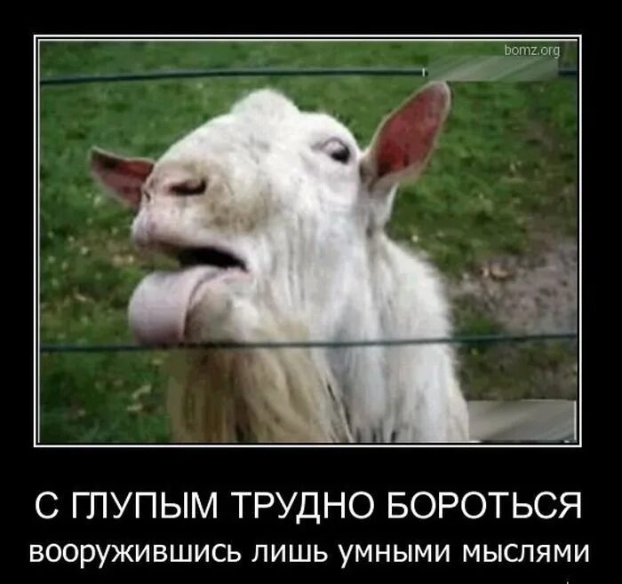 Козел дебил. Козел дебил. Смешная коза. Угарный козел. Козел дебил.