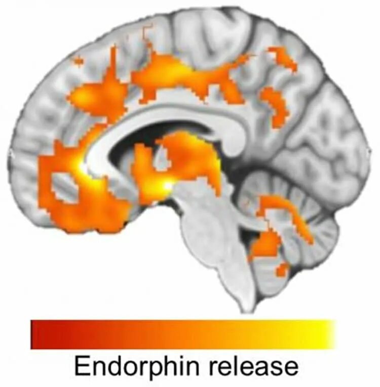 Эндорфин энди. Головной мозг вырабатывает эндорфины. Эндорфин где вырабатывается в мозге. Endorphin PNG.