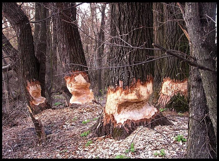 Спиленное дерево. Спиленное дерево. Спиленная береза. Осины валят. Деревья поваленные бобрами.
