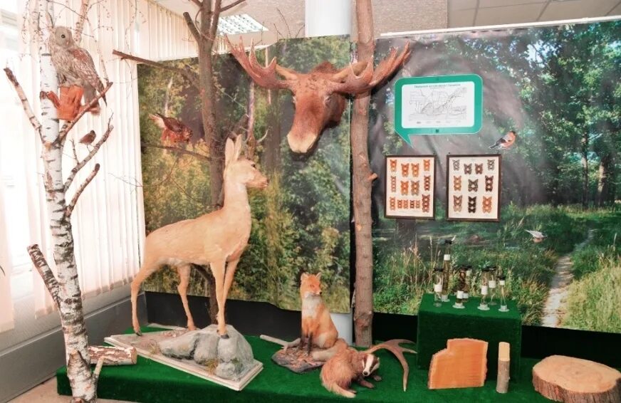 Экспозиция это выставка. Тольяттинский краеведческий музей. Экспозиция природа. Экспозиции природы в музеях. Экспозиция по экологии.