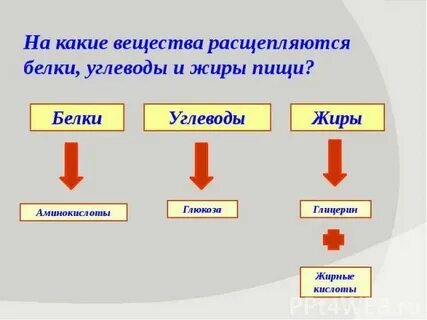 Жиры расщепляются ферментами какими