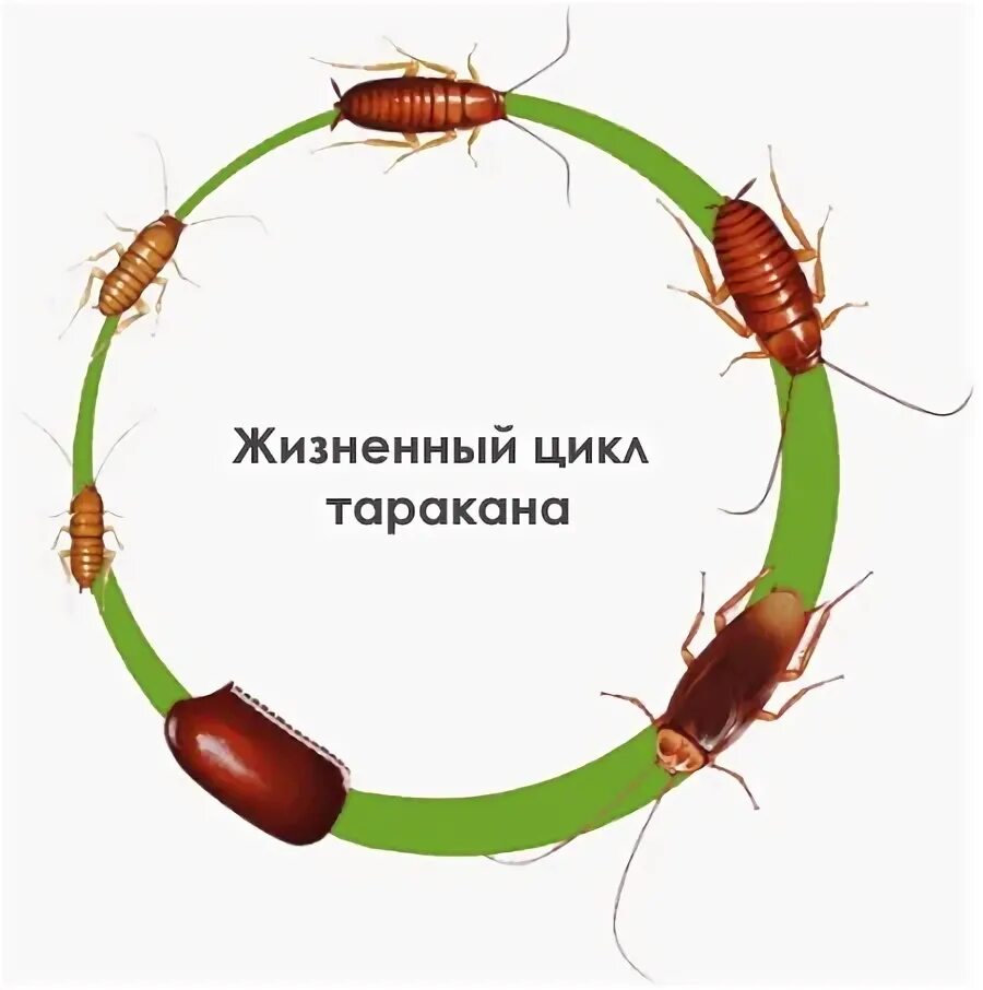 Тип развития тараканов. Тип развития тараканов