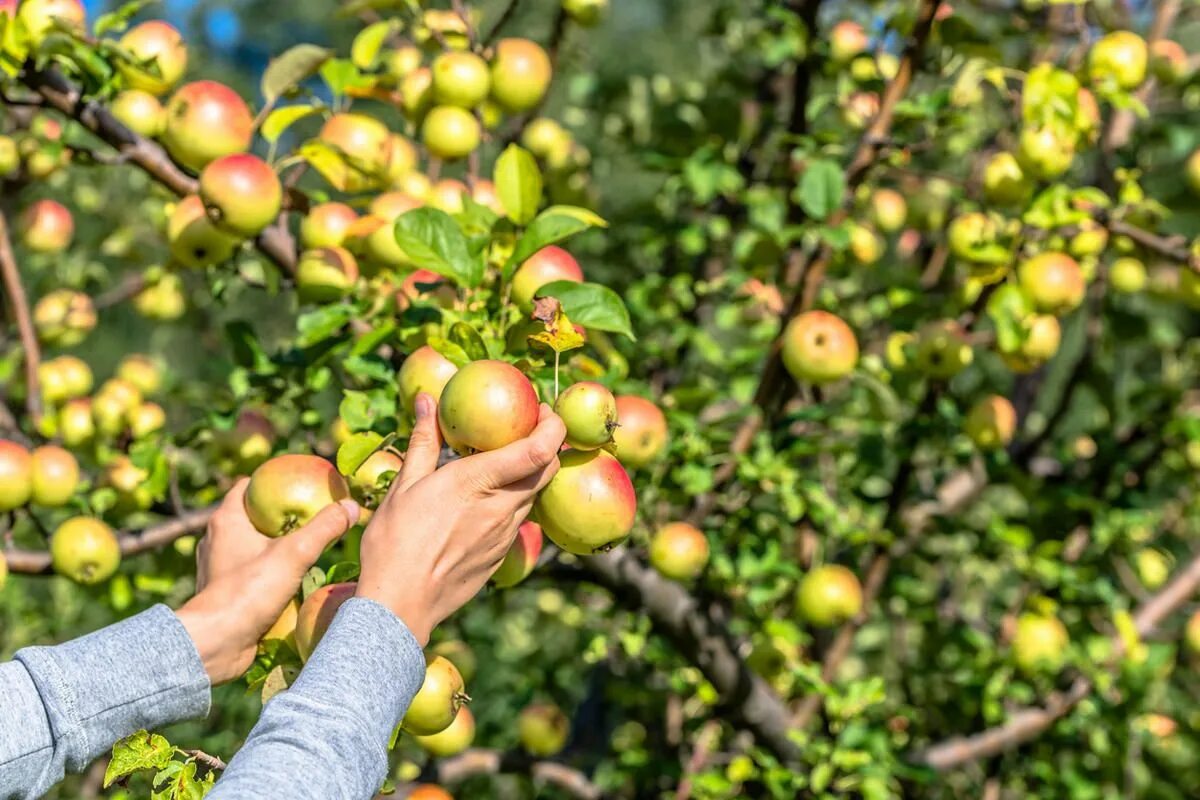 Сад без химии. Органическое выращивание яблок. Плодовый сад Shutterstock. Чем обработать плодовые кусты