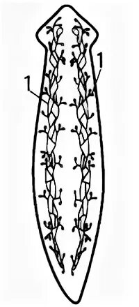 Тест по биологии выделение у растений. Выделительная система белой планарии схема. Выделительная система планарии. Схема выделительной системы планарии. Выделительная система планарии картинка.