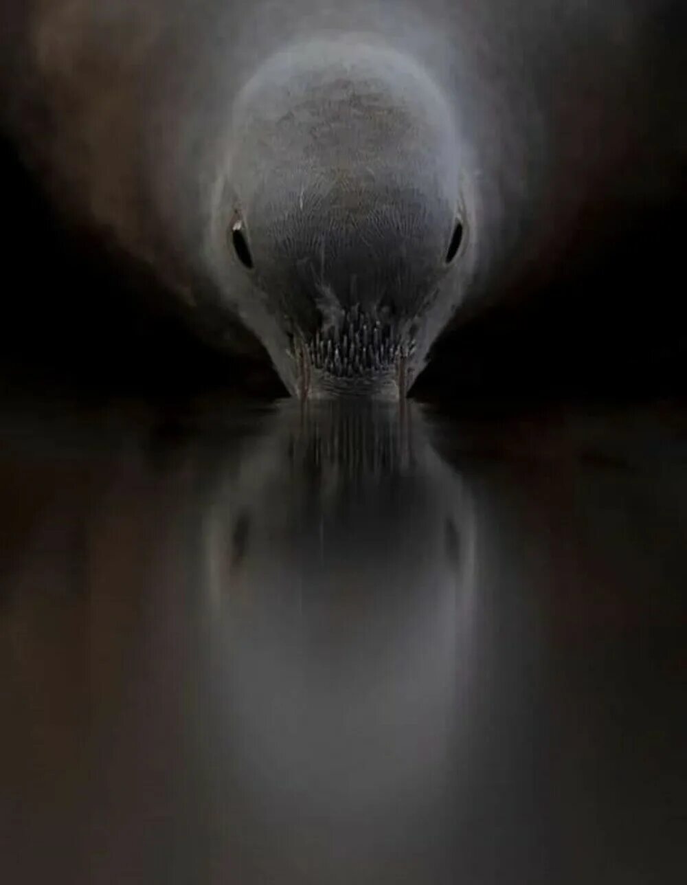 Голубь пьющий воду. Голуби пьют воду.