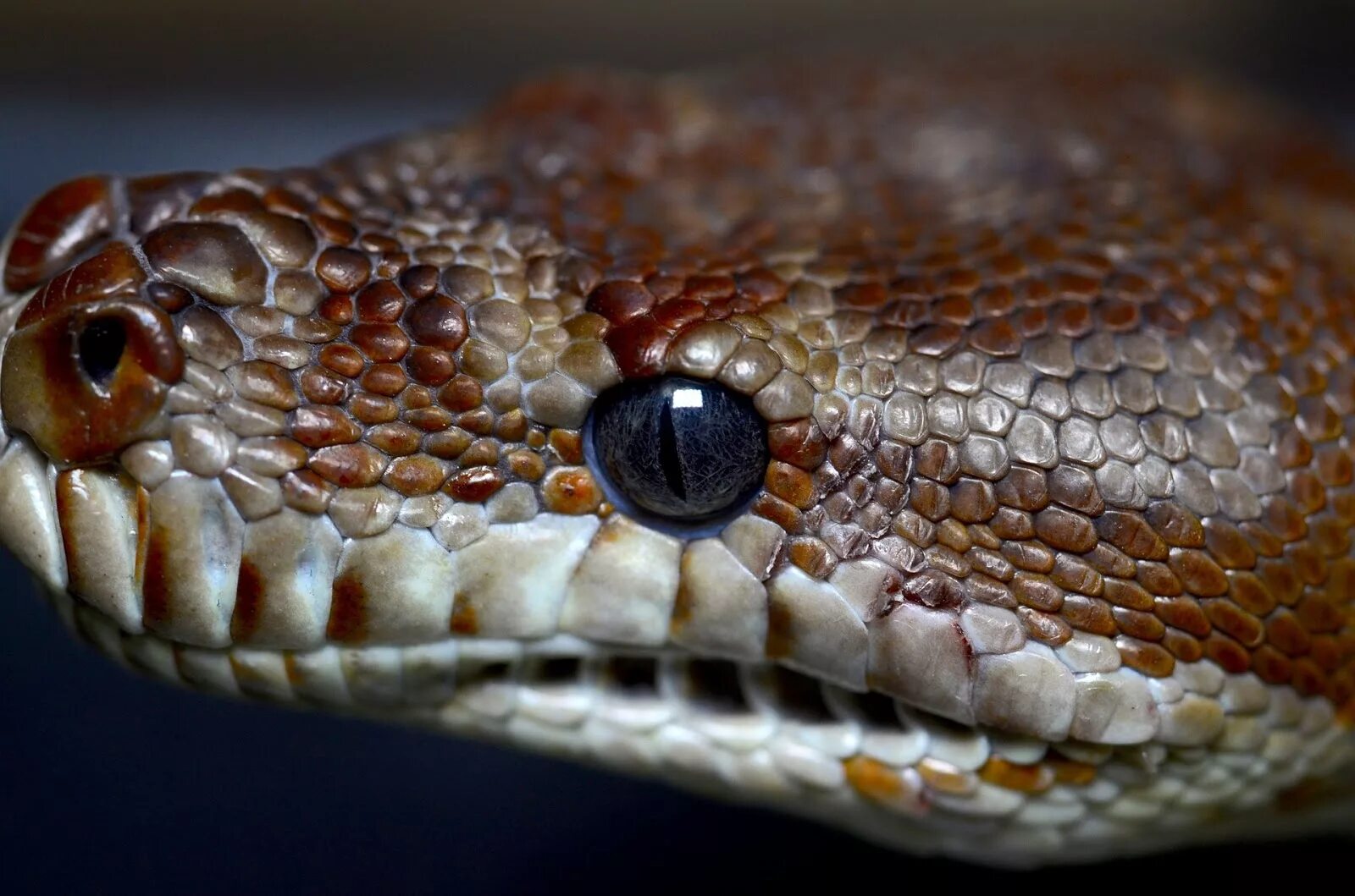 Какой элемент инфраглаза змеи выполняет. Глаз змеиного питона. Глаза гадюки. Морда змеи. Зрение змей.