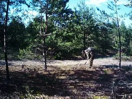 В лесах глухих живут