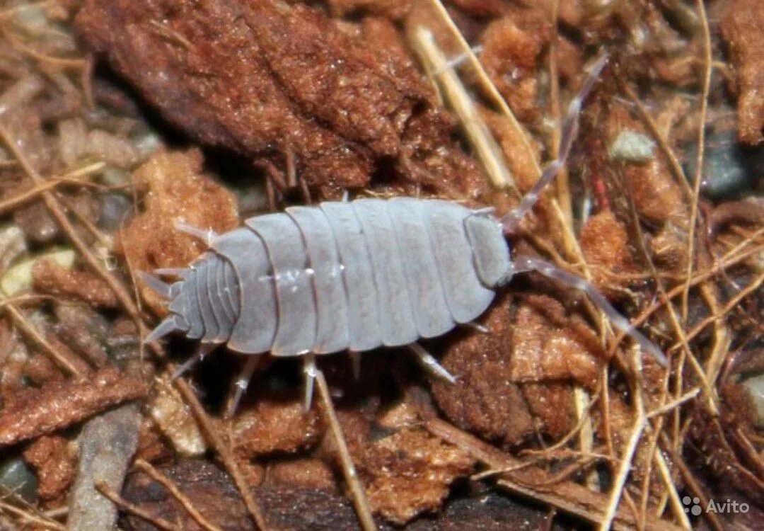 Мокрица Porcellionides pruinosus. Мокрицы Porcellionides pruinosus «Orange». Мокрицы Porcellio laevis Orange. Porcellionides pruinosus Blue-Powder.