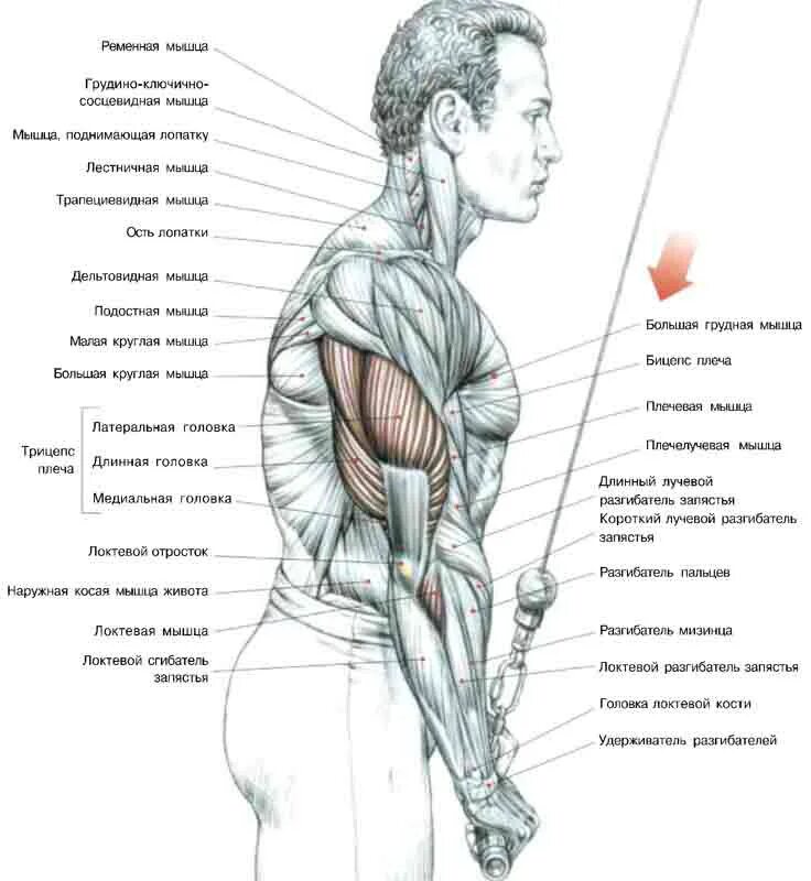 Какие мышцы самые. Разгибание рук с рукояткой верхнего блока хватом сверху. Разгибание на трицепс в блоке. Разгибание предплечья на блоке стоя. Разгибания на трицепс на Верхнем блоке с прямой рукоятью.