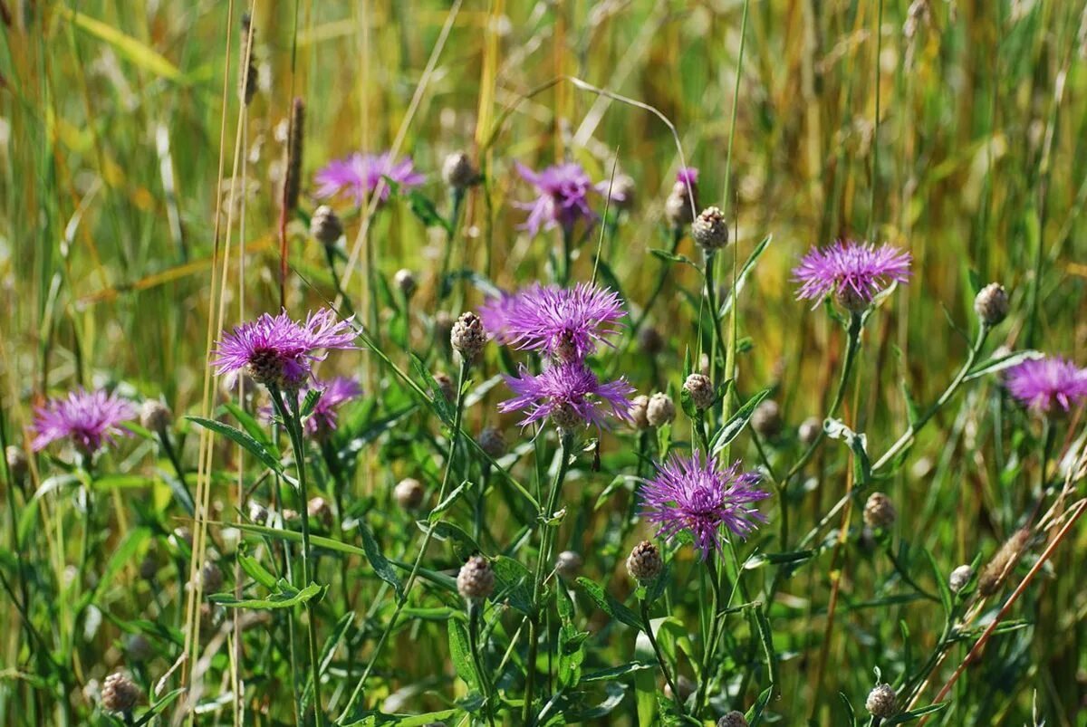 Луговой сорняк. Василёк Луговой Centaurea jacea. Василек полевой медонос. Василек Луговой — Centaurea jacea l.. Медонос Василек Луговой.