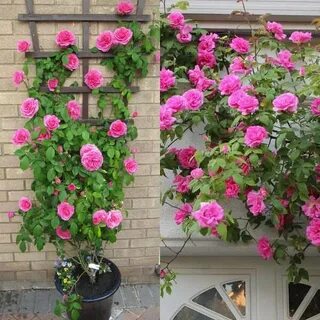 Можно ли плетистую розу