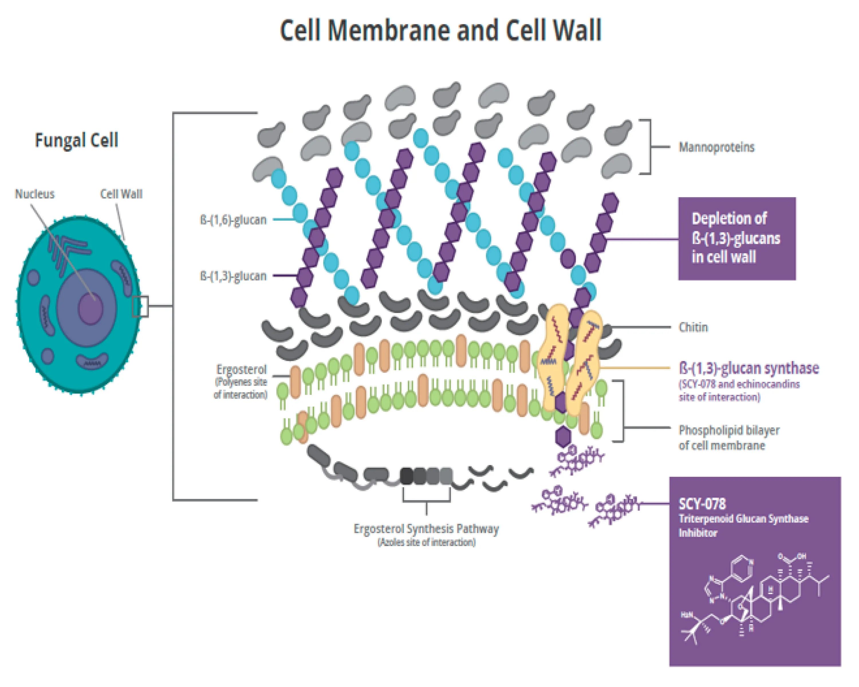 Cell Wall. Candida Resistance mechanism. Mechanism of Action (MOA) of Anti-TB drugs for.