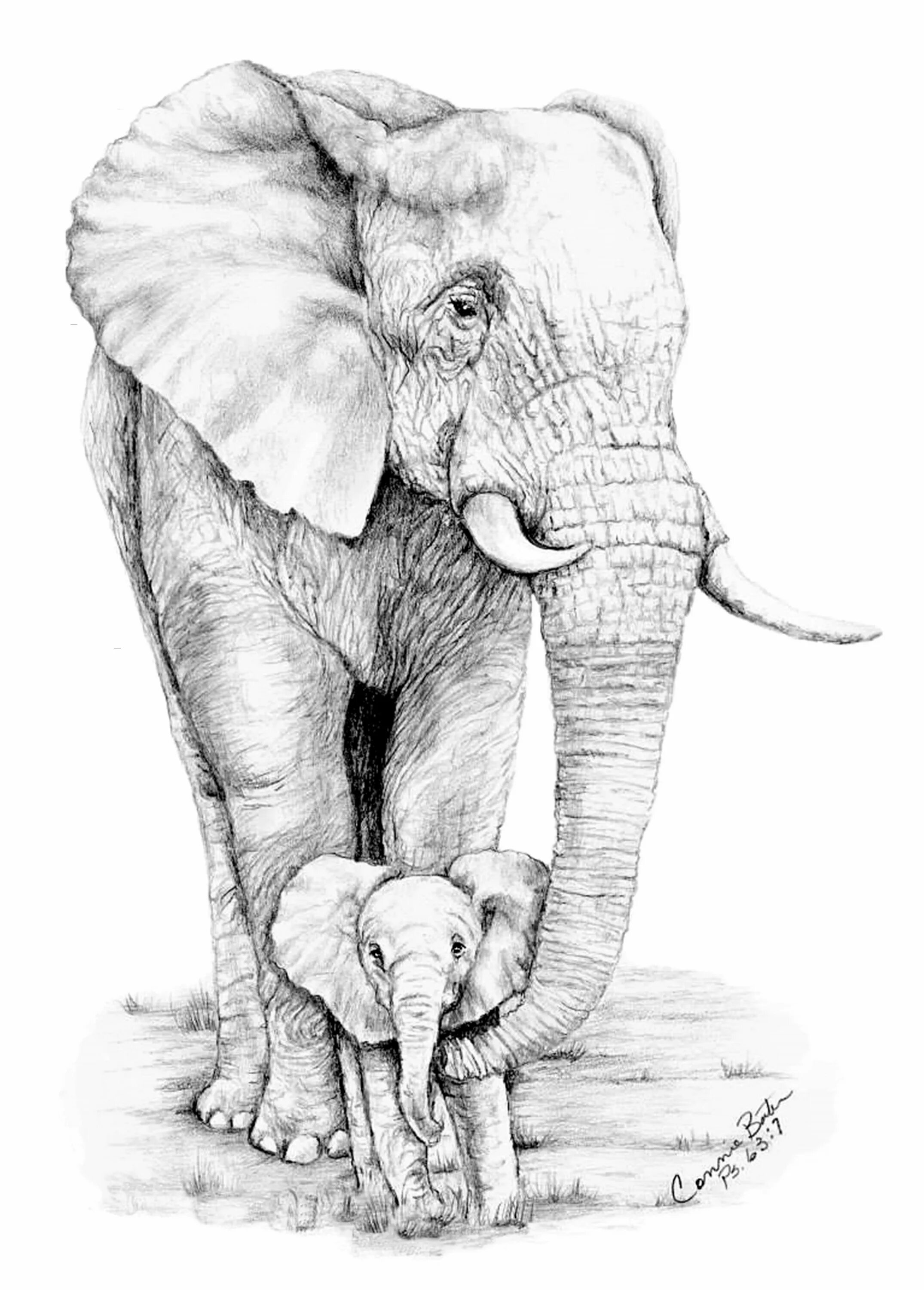 Слон нарисовать. Слон карандашом. Слон эскиз. Слон набросок. Слоник карандашом.