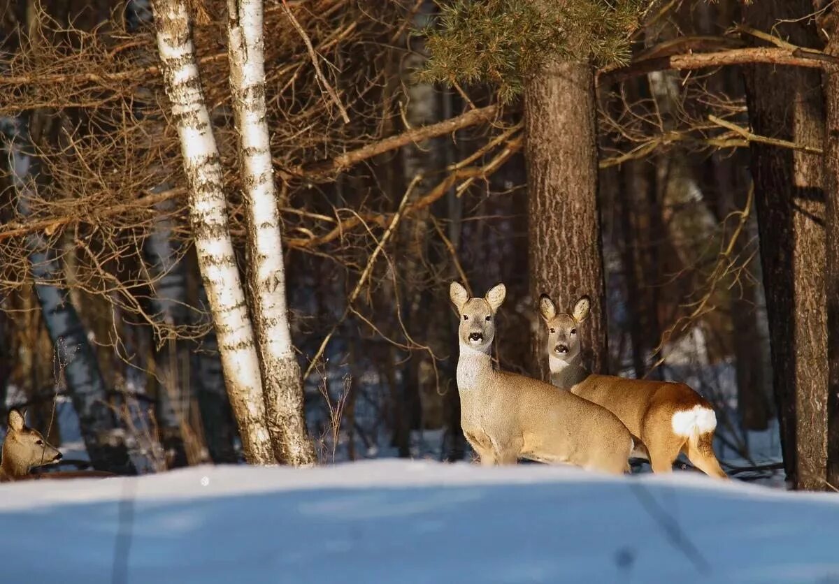 Косуля саратовской области. Косули зимой в лесу. Сибирская косуля зимой. Косули зимой в лесу. Косули зимой в лесу.