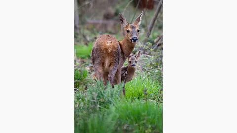 British wildlife photography awards 2024