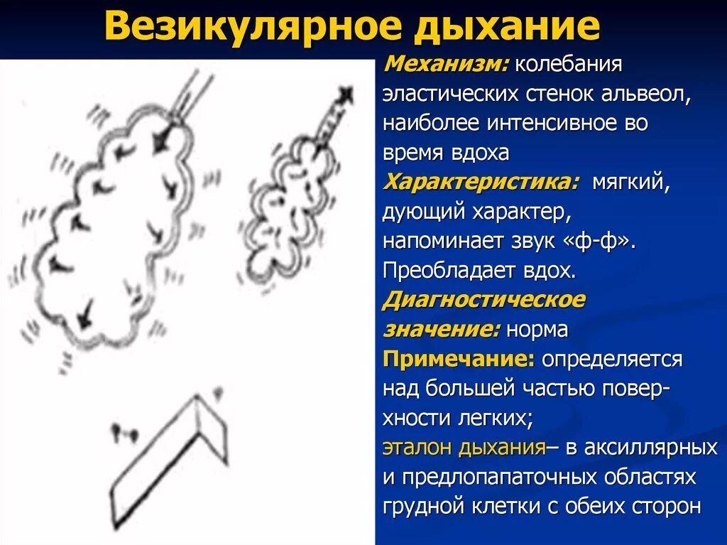 Везикулярное дыхание. Механизм образования везикулярного дыхания. Везикулярное дыхание и бронхиальное дыхание. Аезиеклчрное д.