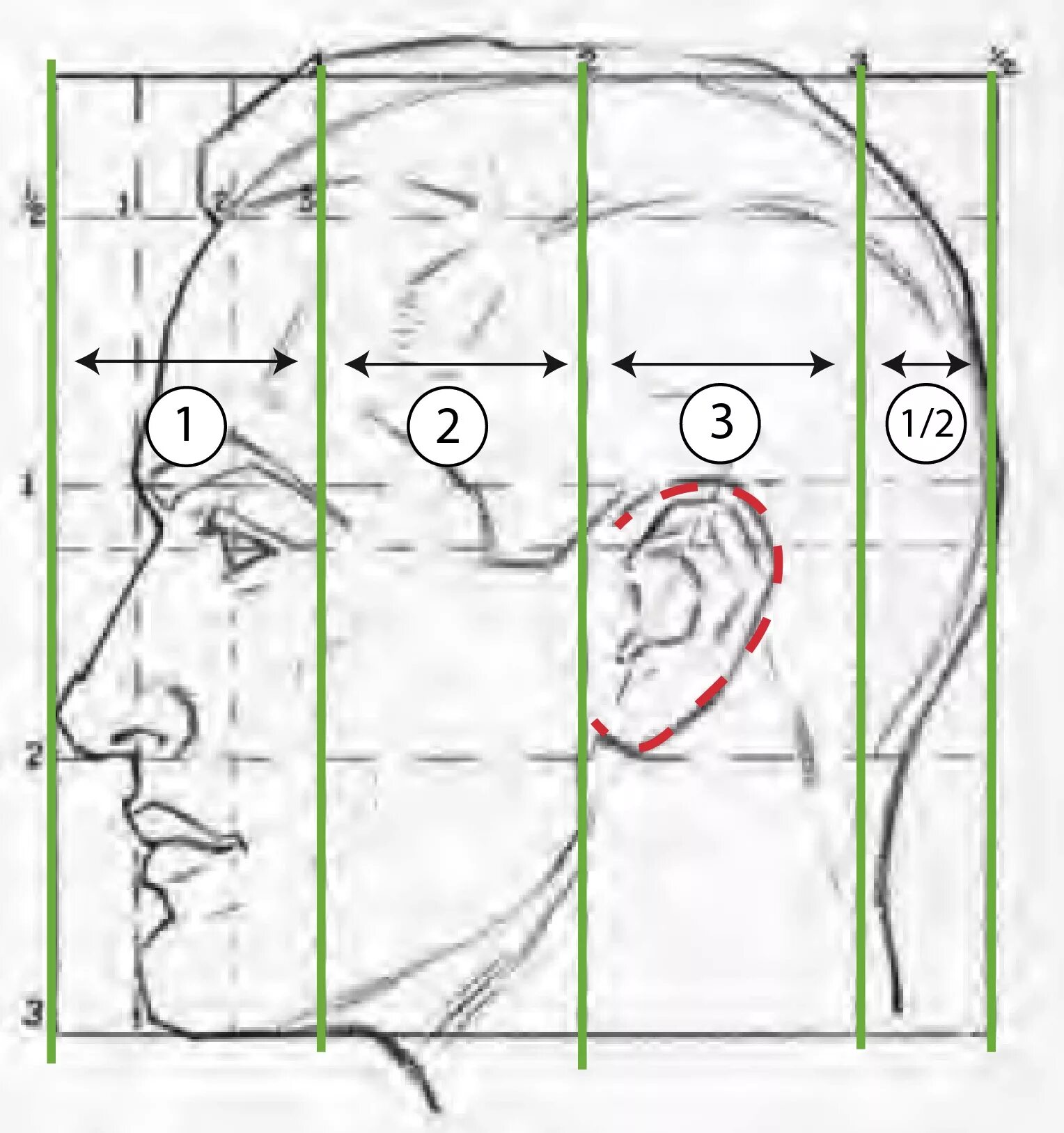 У взрослого человека голова занимает. Схема пропорции головы человека в профиль. Пропорции портретов сбоку. Пропорции портрета человека профиль. Схема пропорции головы человека в профиль мужчины.