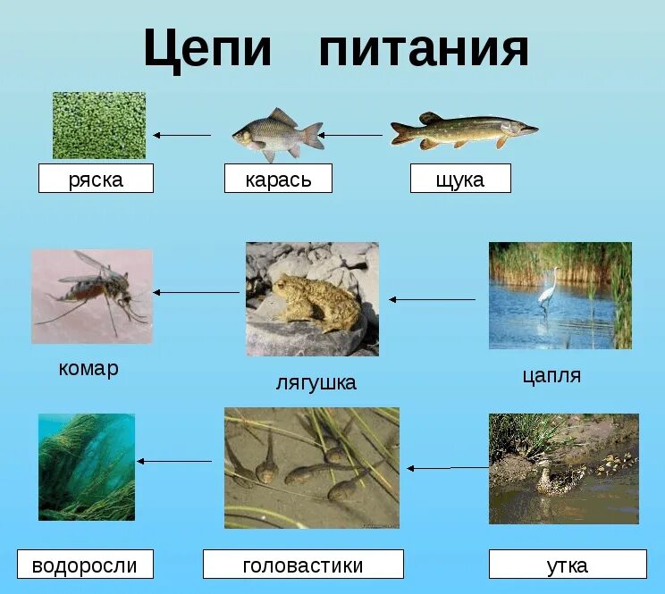 Схема цепей питания в сообществе водоема. Схема цепи питания в пресных водах. цепь питания пресного водоема. пищевая цепочка водоема 4 класс окружающий мир. цепи питания схемы примеры.