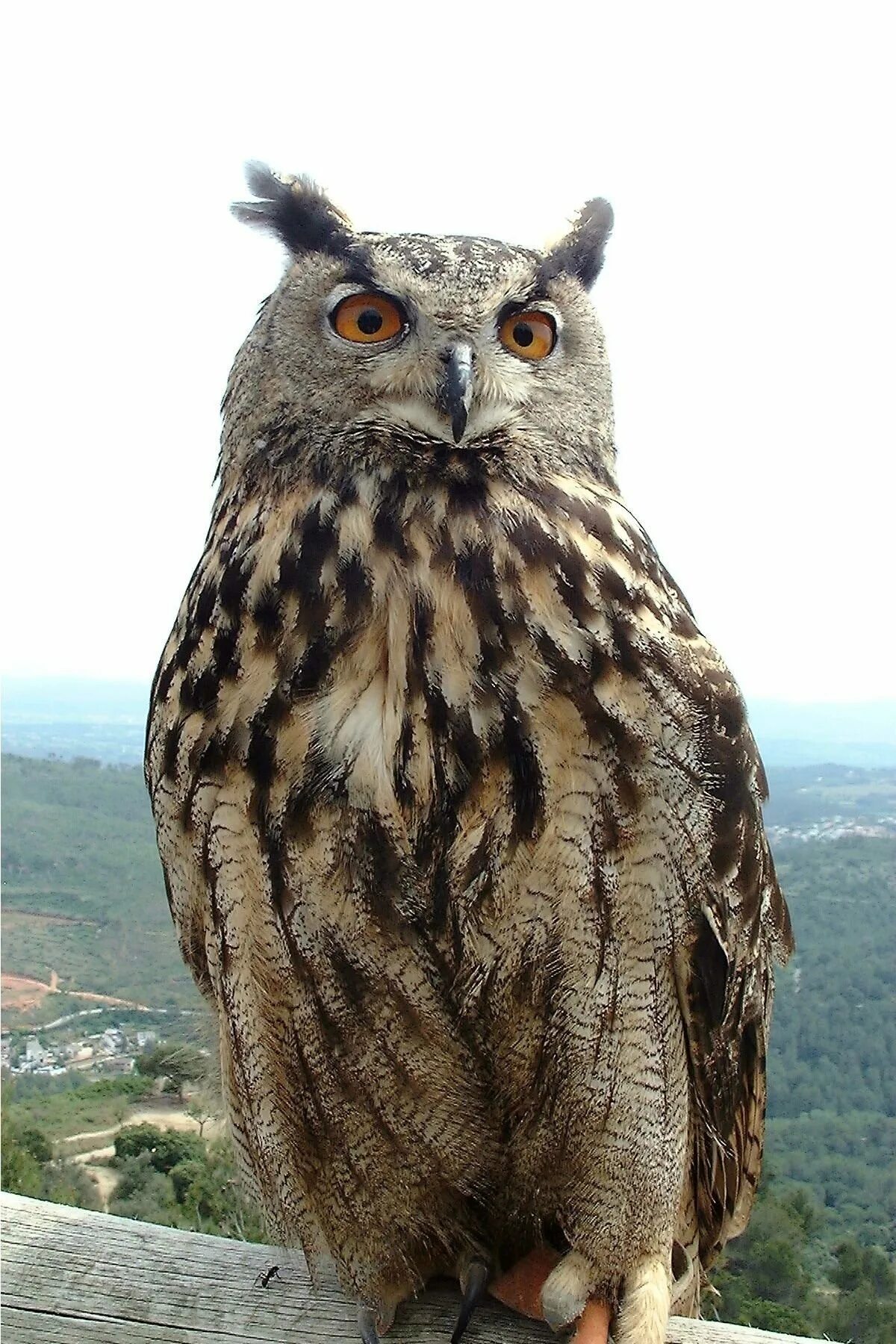 Филин Bubo Bubo Linnaeus, 1758. Eagle Owl (Bubo Bubo). Виргинский Филин. Большая Сова. Самые большие совы филины