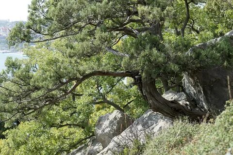 Растительный мир крыма деревья