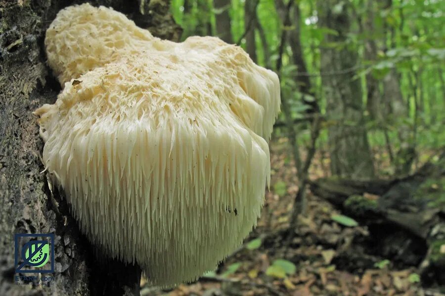 Желтый ежовик съедобный. Ежовик гриб. Ежовик приальпийский. Гриб ежовик ежевик. Ежовик пестрый гриб съедобный.