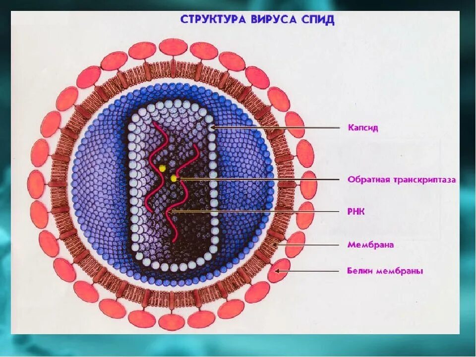 Вирус спида название. Строение вируса СПИДА. Структура вириона вируса СПИДА. Строение вируса ВИЧ. Схема строения вириона ВИЧ.