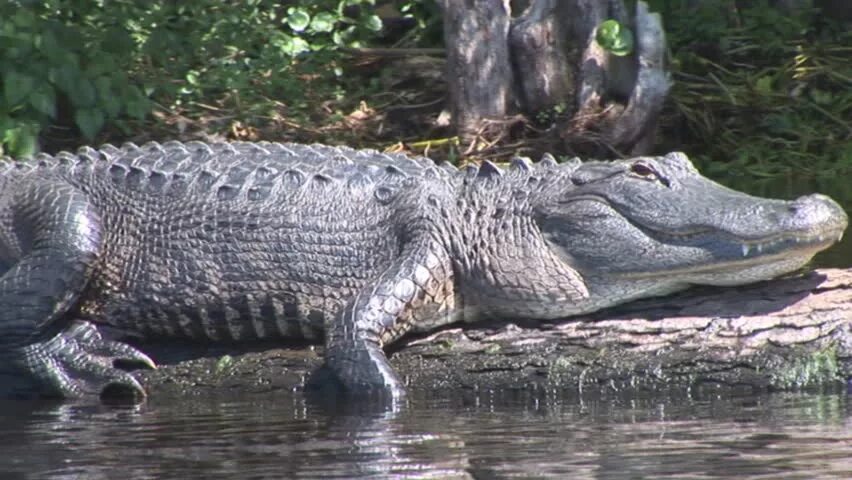 Миссисипский аллигатор отряд. Аллигатор. Миссисипский Аллигатор размножение. Alligator eel area.