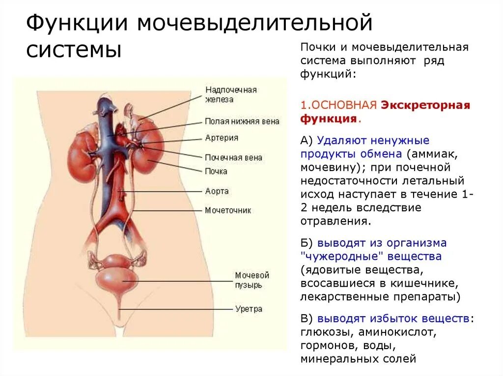 Мочеточники выполняют функцию. Основные функции мочевой системы. Функции системы мочевыделения. Функции почек в мочевыделительной системе. Перечислите основные функции мочевыделительной системы (4):.