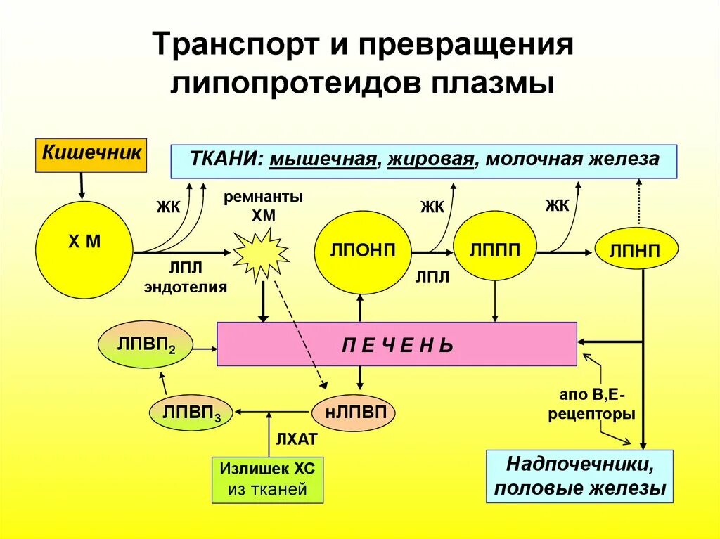 Печень расщепление жиров. Метаболизм липопротеинов низкой плотности. Синтез рецепторов ЛПНП. Липопротеины схема превращения. Синтез ЛПОНП биохимия.