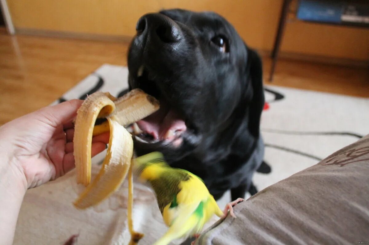 Можно собакам давать бананы. Собачка банан. Собачий банан. Хомяк и банан. Бананы для животных.