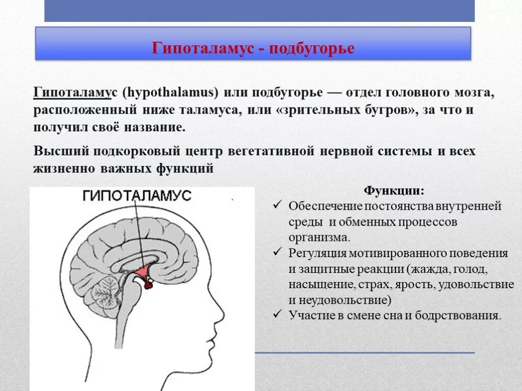 Гипофиз в каком мозге. Гипофиз эпифиз таламус. Отделы головного мозга таламус и гипоталамус. Функции гипоталамуса головного мозга. Отделы мозга гипоталамус гипофиз.