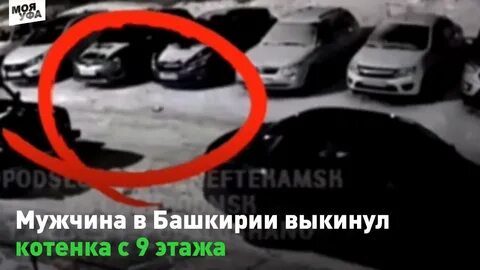 Нашли ли выброшенного кота