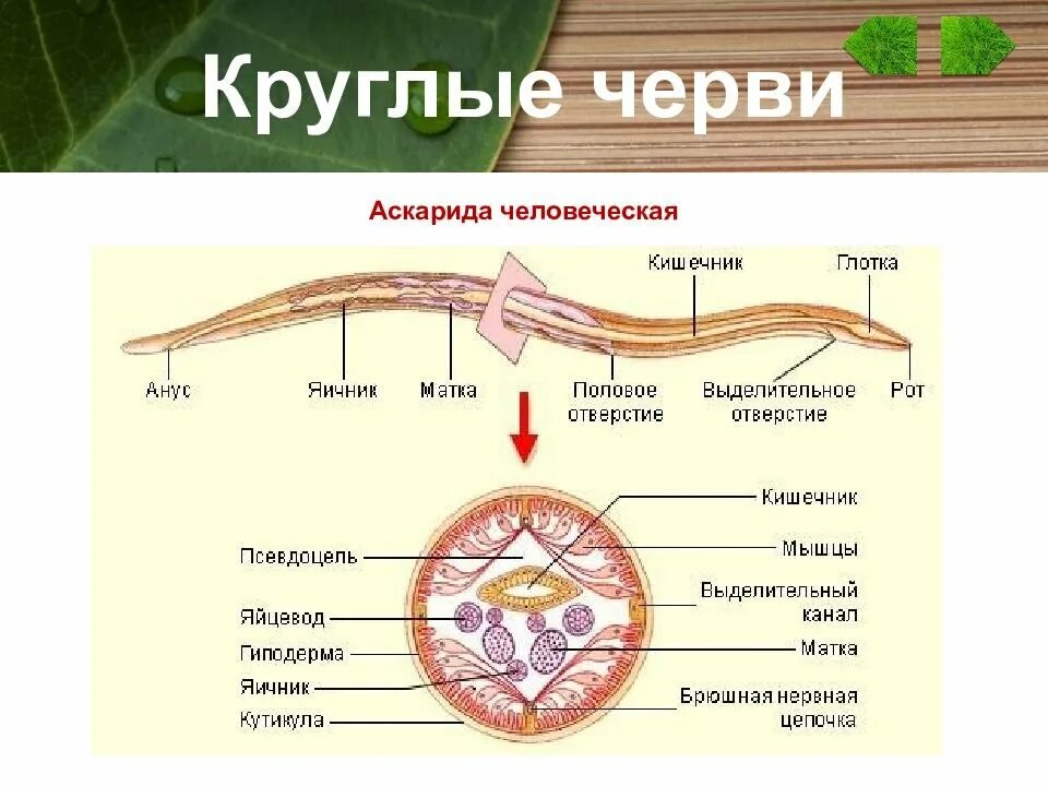 Кутикула аскариды. Внешнее строение аскариды человеческой. круглые черви аскарида человеческая. особенности внутреннего строения круглых червей. поперечный разрез аскариды человеческой.