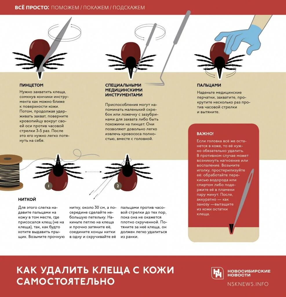 От энцефалитного клеща умирают. Места присасывания клеща схема.