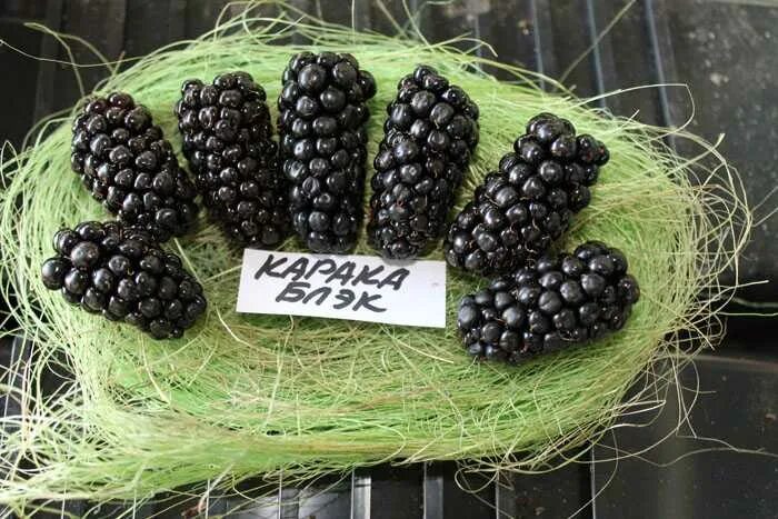 Ежевика гигант описание. Ежевика карака блэк. ежевика карака блэк karaka black. саженцы ежевики карака блэк. ежевика карака блэк куст.