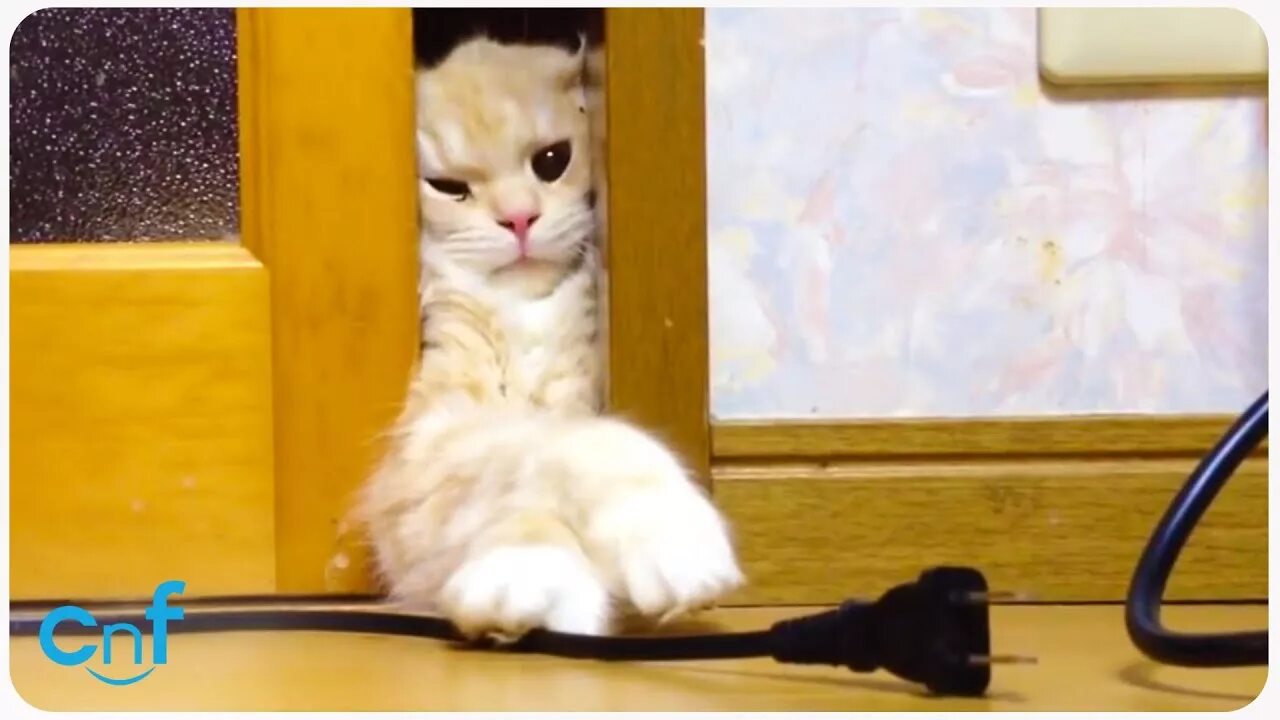 Почему котенок все грызет