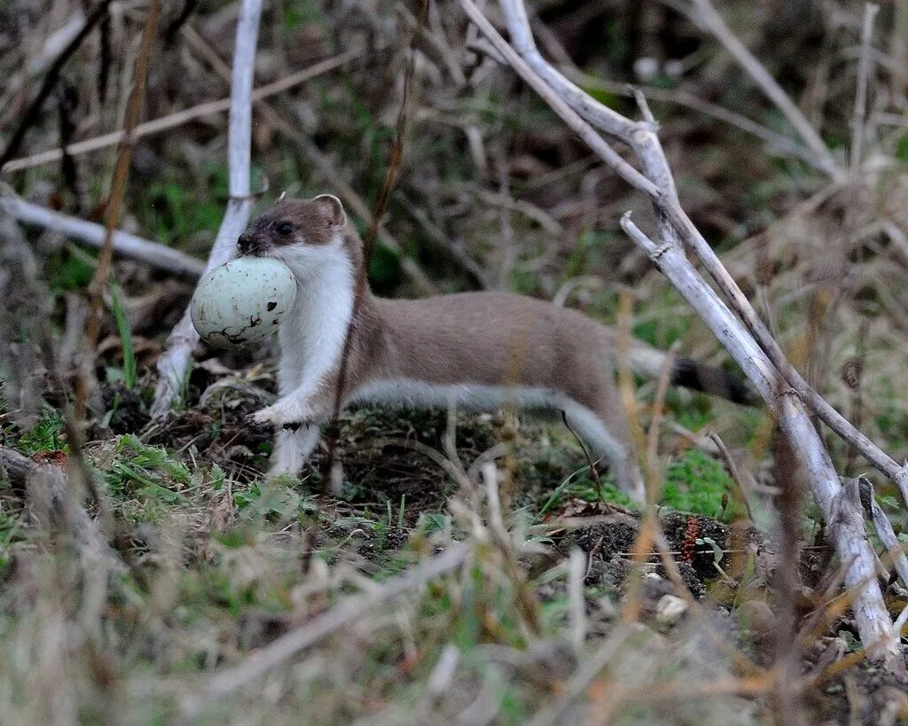 Обитания горностая. Горностай (Mustela erminea). Ласка (Mustela nivalis). Патагонский горностай. Горностай Таймыр.