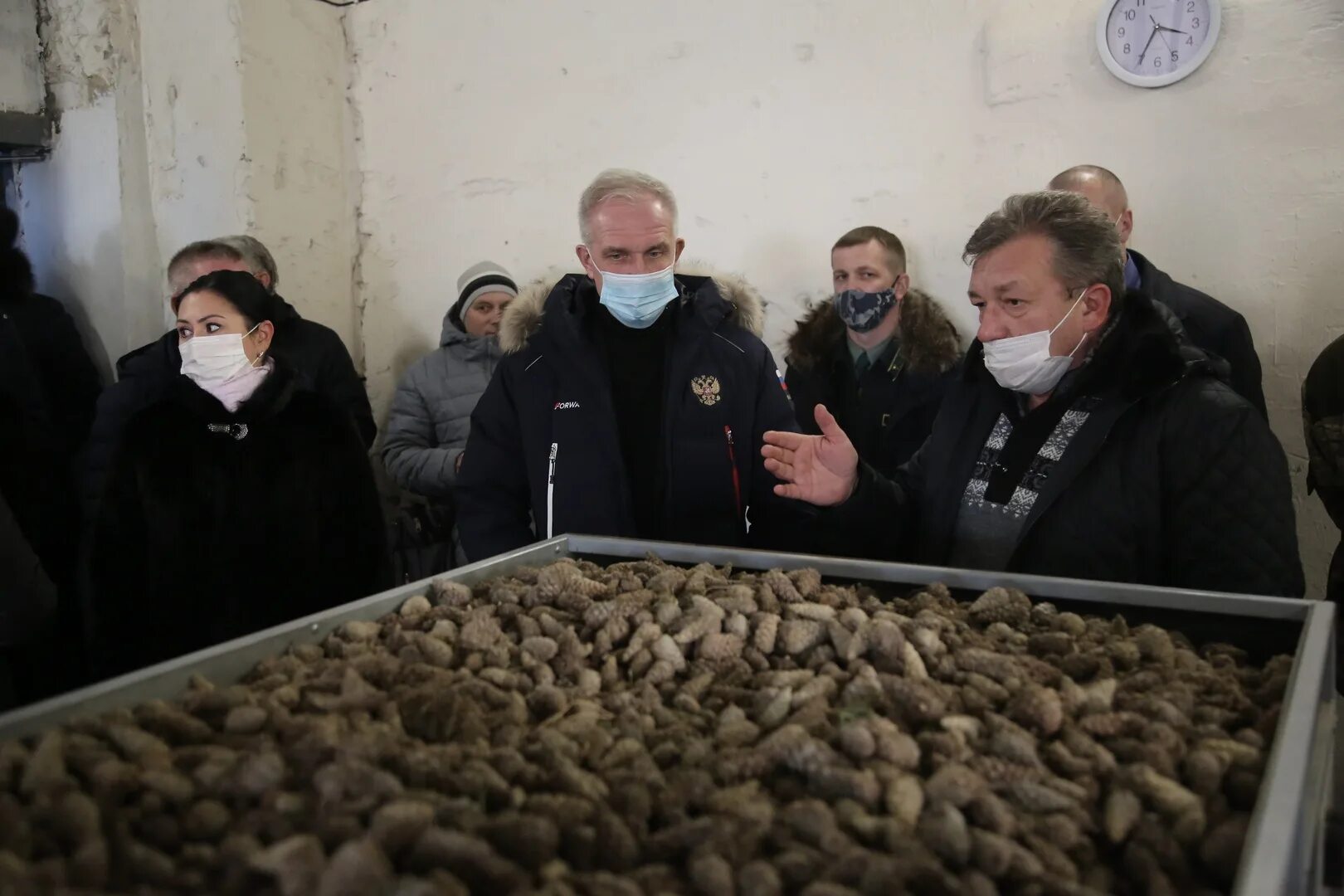 Погода в барановке николаевского. Барановка Николаевский район. Барановка Ульяновская область Николаевский район. Переработка шишек сосны обыкновенной. Утилизация сосновых шишек.