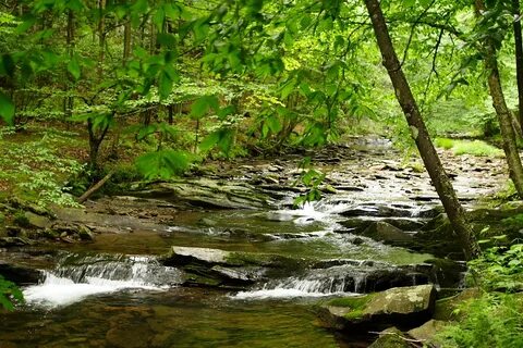 Весело струится лесной ручеек плещется по камушкам
