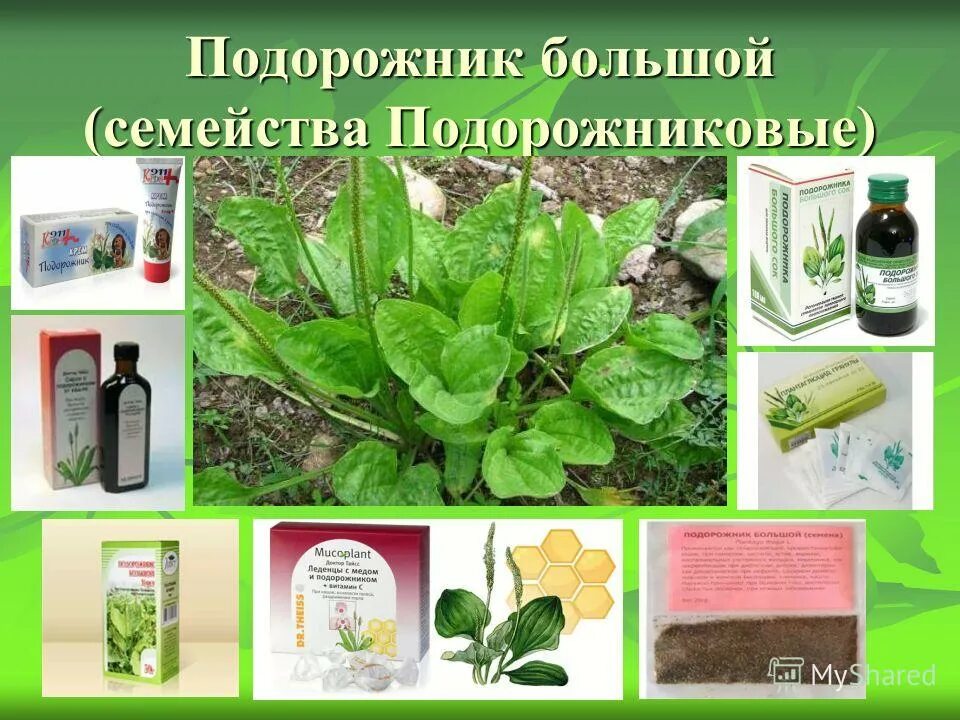 подорожник большой рубра. подорожник для травника. классификация листа подорожник. фитотерапия подорожник. тип листьев подорожника большого.