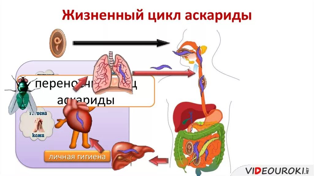 Жизненный цикл аскариды. Цикл развития печеночного аскариды. Цикл развития аскариды, профилактика аскаридоза.. Путь аскариды в организме человека. Схема заражения аскаридой.