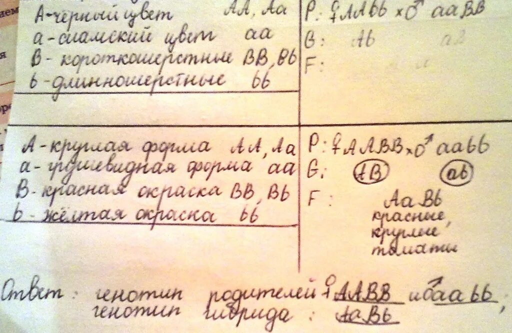 Круглая форма плодов томата доминирует. У томатов круглая форма плодов а доминирует над грушевидной. у томатов красная окраска плодов доминирует над грушевидной желтой. у томатов круглая форма плодов а доминирует над грушевидной а красная. у томатов круглая форма плода доминирует над овальной задачи.