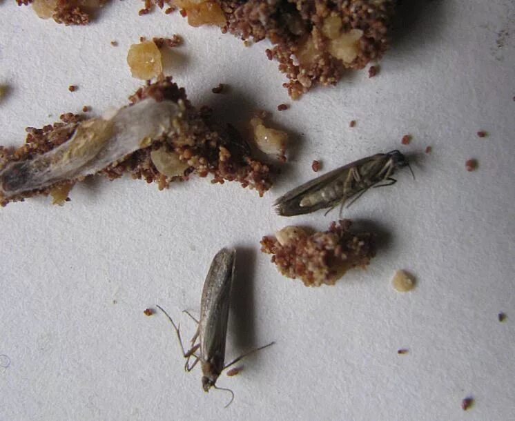 мельничная огневка. огневка зерновая (ephestia elutella hb. личинки пищевой моли в конфетах. личинки шоколадной моли. личинки шоколадной моли.