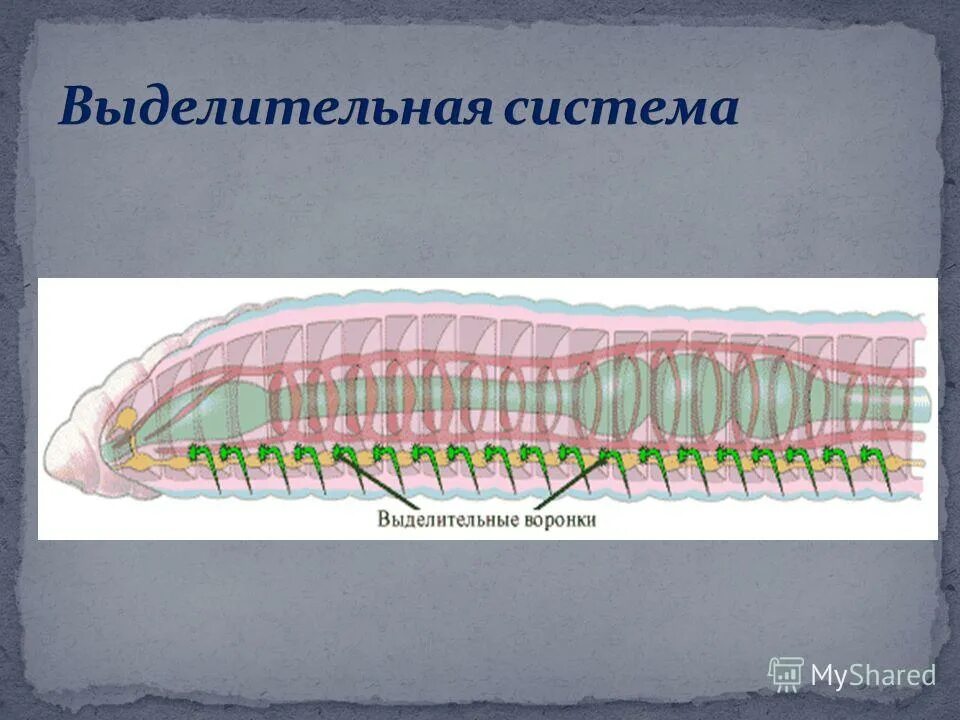 Выделительные трубочки червей. Кольчатые черви метанефридии. Метанефридии дождевого червя. Строение выделительной системы кольчатых червей. Выделительная система дождевого червя схема.
